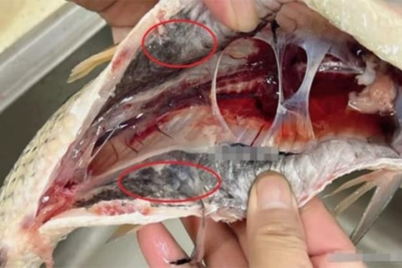 Loại bỏ ruột, mang, máu tụ và màng đen trong bụng cá là bước quan trọng để giảm tanh. 