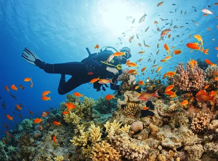 Scuba Diving Là Gì? Tất Tần Tật Về Lặn Bình Dưỡng Khí