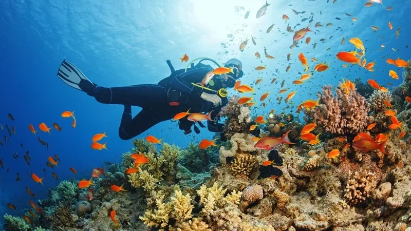 Scuba Diving Là Gì? Tất Tần Tật Về Lặn Bình Dưỡng Khí