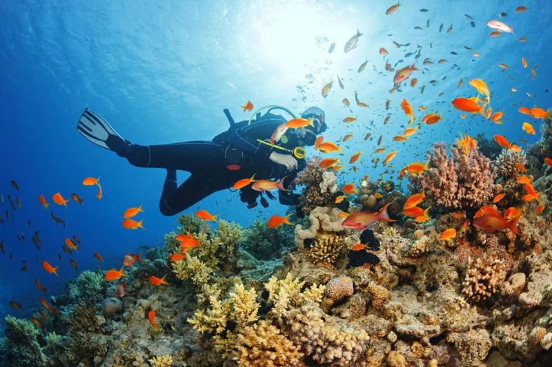 Scuba Diving Là Gì? Tất Tần Tật Về Lặn Bình Dưỡng Khí